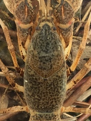 Creaserinus danielae