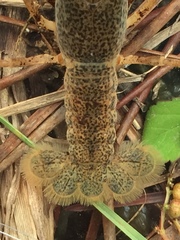 Creaserinus danielae