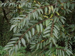 Stachyurus himalaicus