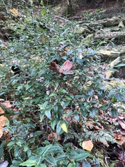 Prinsepia scandens