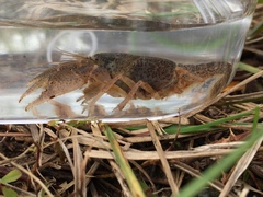 Creaserinus danielae