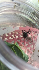 Phidippus audax