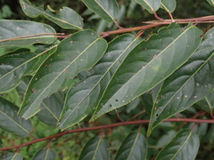 Stachyurus himalaicus