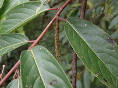 Stachyurus himalaicus