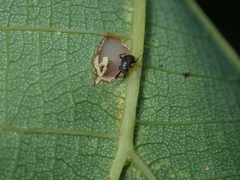 Druthmarus miyamotoi