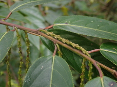Stachyurus himalaicus