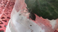 Phidippus audax