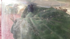 Phidippus audax