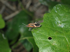 Graptostethus servus