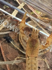 Cambarellus shufeldtii