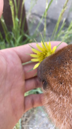 Tragopogon dubius iNat (1)
