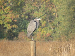 Ardea herodias