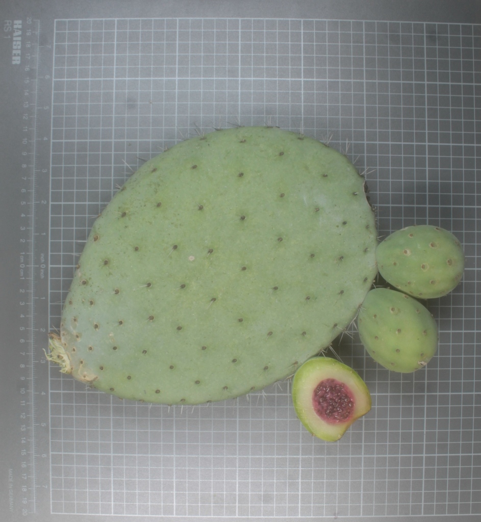 Opuntia joconostle