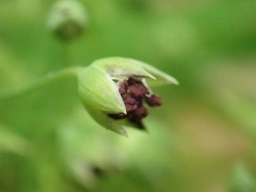 Chickweed Anther Smut