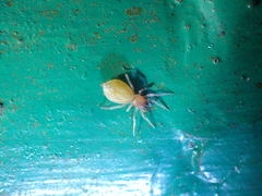 Corinnoidea