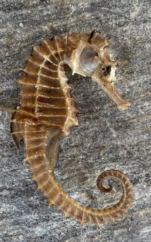 Mediterranean Seahorse