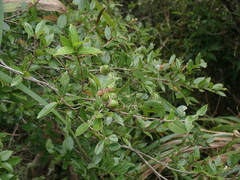 Quercus tarokoensis