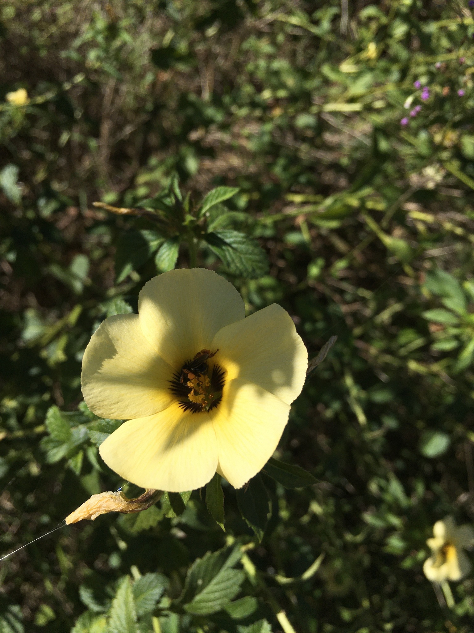 Turnera subulata