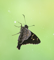 Thorybes dorantes galapagensis