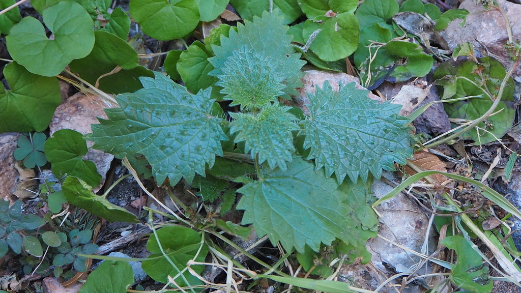 Mountain Nettle
