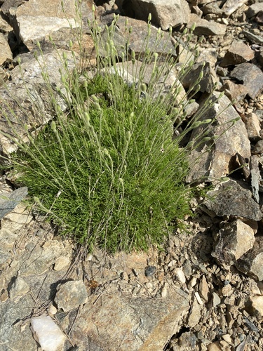 Yukon Stitchwort (Cherleria yukonensis)