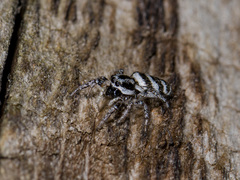 Salticus tricinctus
