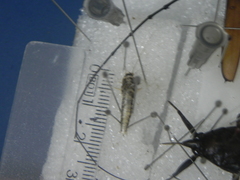Lepisma
