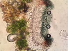 Bacidia circumspecta