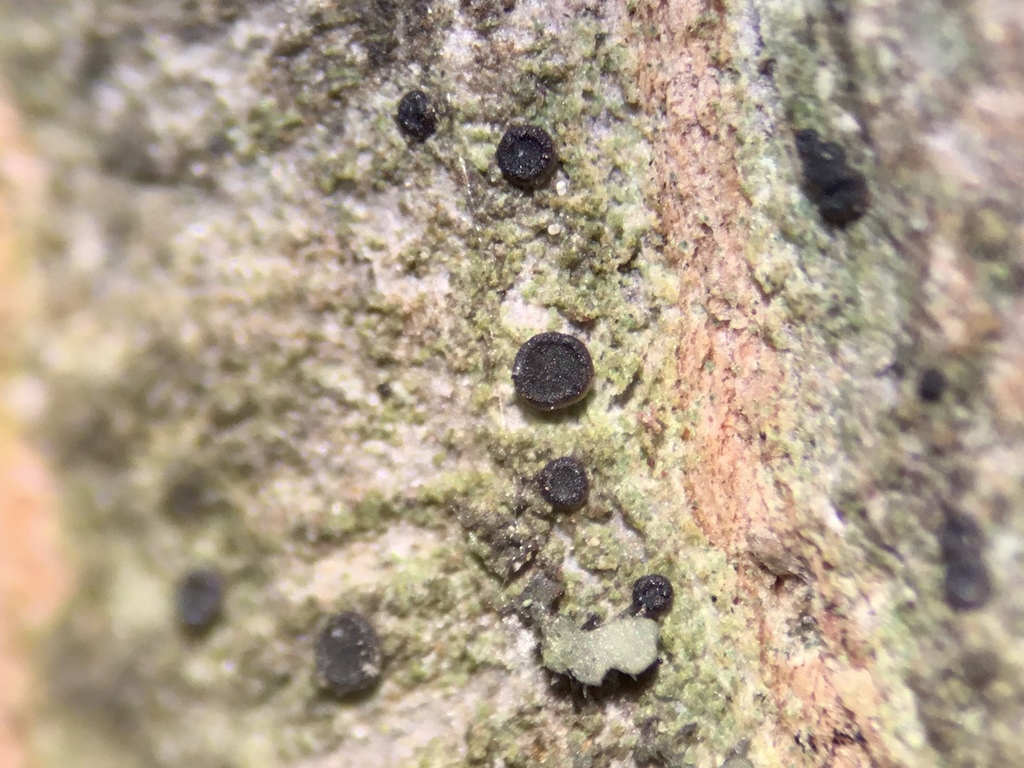 Blue-rimmed Bacidia