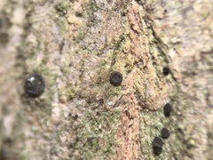 Bacidia circumspecta