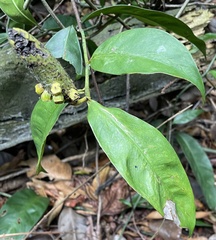 Heteropsis oblongifolia image