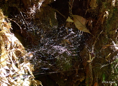 Hickmania troglodytes