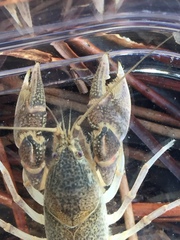 Creaserinus danielae