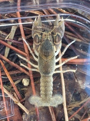 Creaserinus danielae