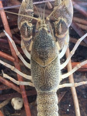 Creaserinus danielae