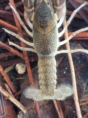 Creaserinus danielae