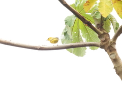 Setophaga petechia image