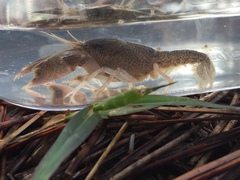 Creaserinus danielae