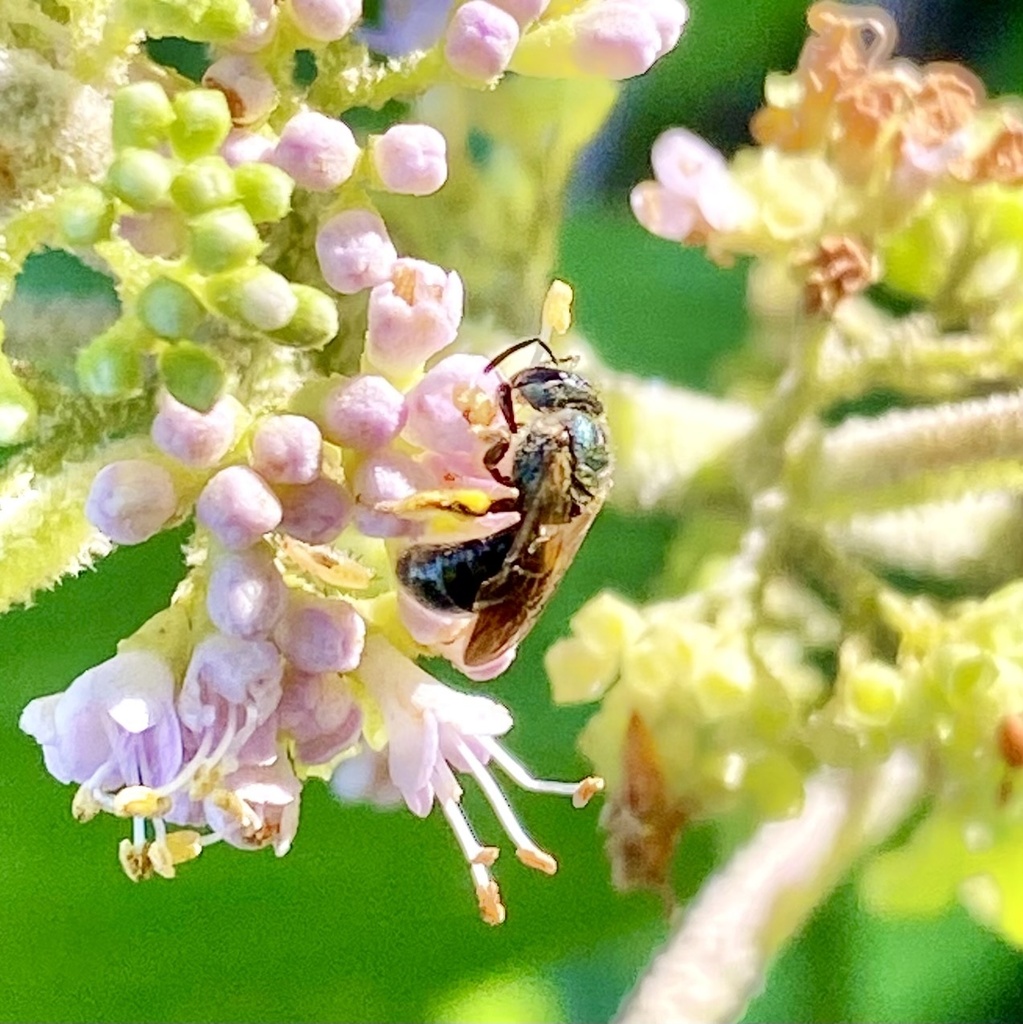 Reticulate Dialictus