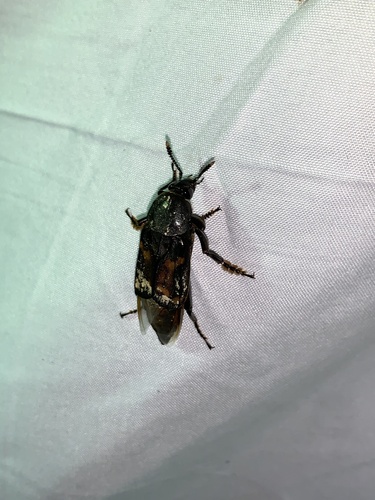 Diamesus osculans
