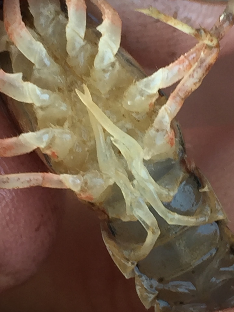 Ditch Fencing Crayfish