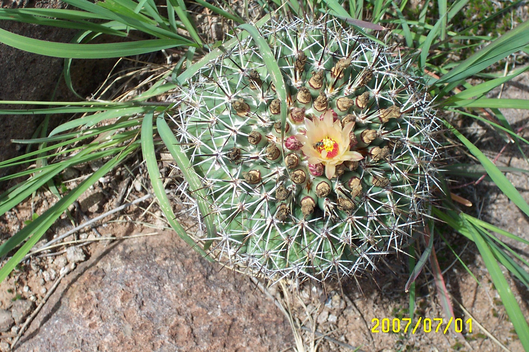 Coryphantha clavata