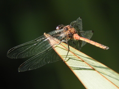 Orthemis ambinigra