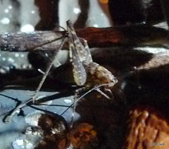 Micropathus cavernicola