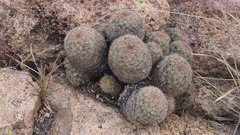 Escobaria chihuahuensis