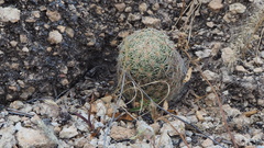 Escobaria chihuahuensis