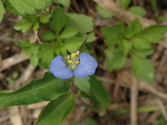 Commelina auriculata
