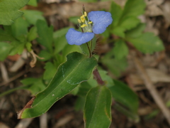 Commelina auriculata