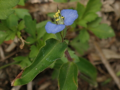 Commelina auriculata