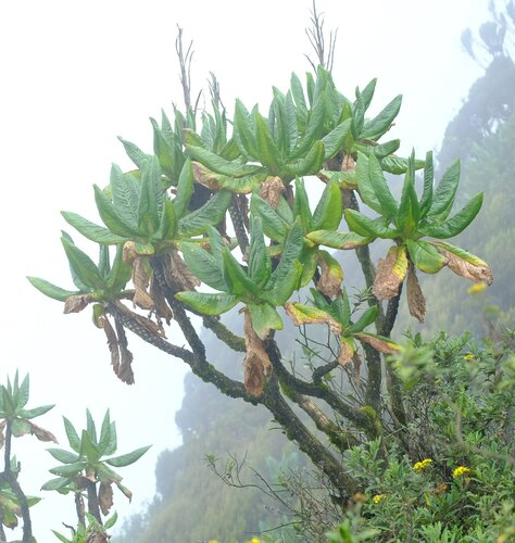 Dendrosenecio erici-rosenii